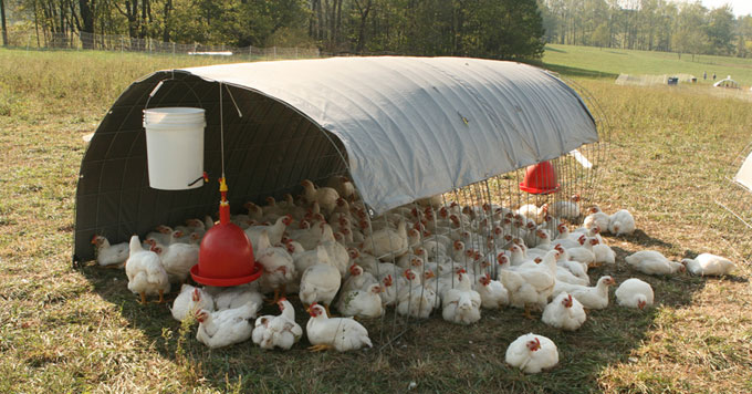 How pastured poultry could be affected by climate change - Yale Climate Connections